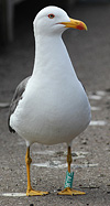 ad LBBG in Januari-April, ringed in the Netherlands. (76807 bytes)